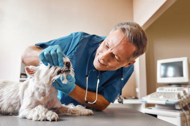 Best Emergency Gum Treatment in Logan, NM